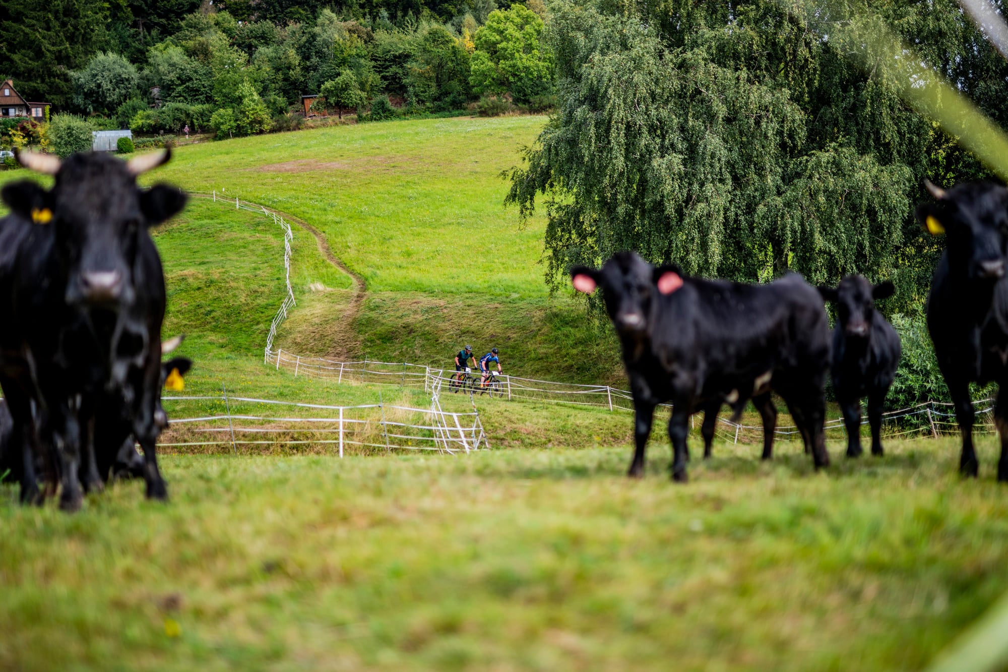 Kvalitní trať Strunk Connect Lesák CUP v Jestřebích horách